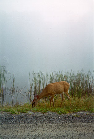 A deer grazes peacefully near the water.