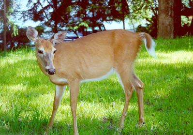 Wildlife, such as this young deer, are plentiful in the forested areas that make up the Upper Delaware region.