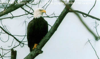 A stately bald eagle stands watch over his domain.