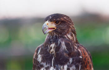 Eagles like this one can be seen all over the Delaware River valley