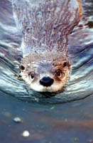 An otters swims on its way.