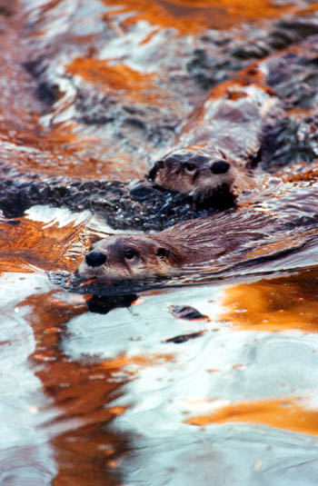 Otters play in local waterways.